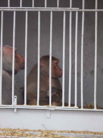 Singes.JPG